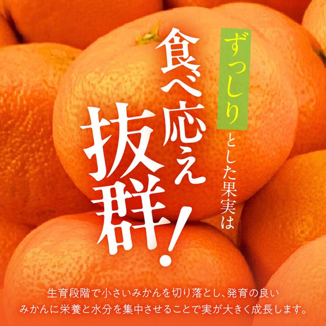MK1034_【2026年先行予約】みかん 大玉 どっこいしょ 箱込 10kg ( 内容量 9.2kg ) 2Lサイズ以上 秀品 優品 混合 有田みかん 和歌山県産 産地直送 【みかんの会】