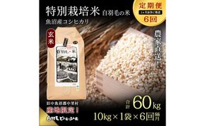 【通年受付】≪令和8年産≫【定期便／1ヶ月おき全6回】農家直送！魚沼産コシヒカリ特別栽培「白羽毛の米」玄米(10kg×1袋)×6回 60kg お米 白米