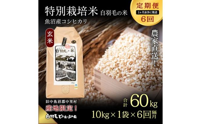 【通年受付】≪令和8年産≫【定期便／1ヶ月おき全6回】農家直送！魚沼産コシヒカリ特別栽培「白羽毛の米」玄米(10kg×1袋)×6回 60kg お米 白米