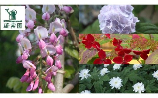 【 確実園 オリジナル 】 寄せ植え（おまかせ1点） ガーデニング 花 はな フラワー 鉢 鉢植え [BG003us]