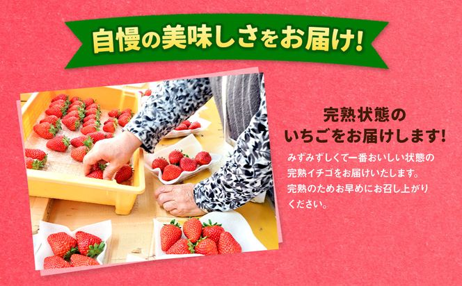 【先行予約】紅ほっぺ 1箱 2パック（合計540g以上） ※2027年2月～発送 | いちご 苺 フルーツ 果物 くだもの 果実 完熟 冷蔵 守谷市産 茨城県 守谷市