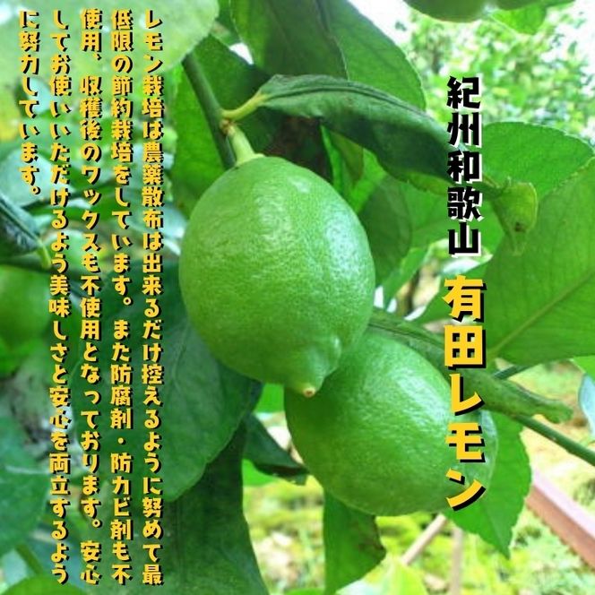 【先行予約】紀州 和歌山 ご家庭用 有田 レモン 1.5kg+200g(傷み補償分)【防腐剤・ワックス不使用】 / 檸檬 くだもの 果実 柑橘 ※2026年９月下旬～2027年2月上旬頃に順次発送 ※北海道・沖縄・その他離島地域は発送不可 【ard040-c-1d5A】