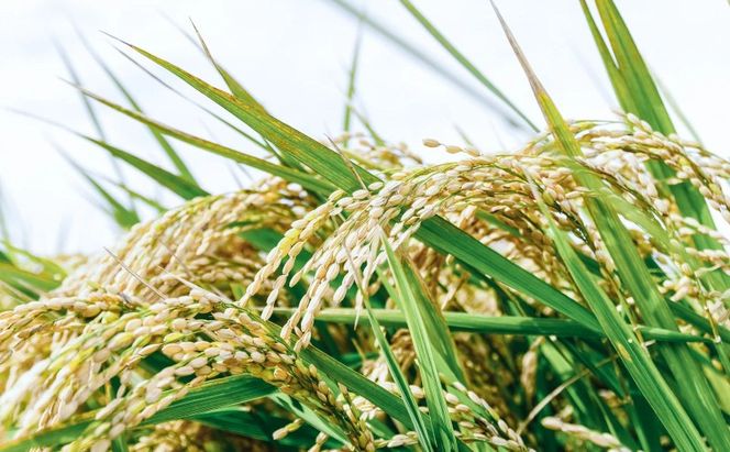 フリーズドライ 柳屋本店 だしいただきます みそ汁 10食入×2箱 計20食分 味噌汁