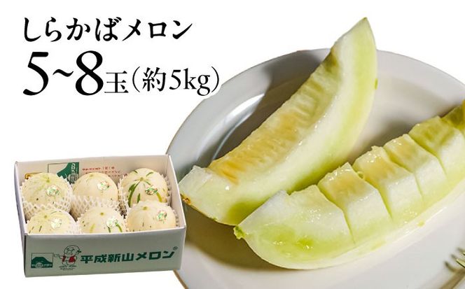 【4回定期便】【2026年3月中旬〜発送】＜メロン食べ比べ＞平成新山メロンPREMIUM（とみちゃん厳選）パパイヤ しらかば グリーン アールス / メロン めろん 果物 フルーツ 青肉 / 南島原市 / うえだメロン園[SAD012]