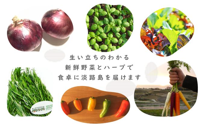 【定期便】彩り野菜と香るハーブセット　１２回お届けセット　　[野菜セット 野菜詰め合わせ]