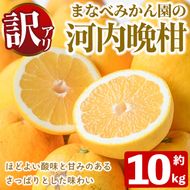 ＜先行予約受付中！2027年3月中旬以降順次発送予定＞訳あり！まなべみかん園の河内晩柑(約10kg) 国産 鹿児島県産 阿久根市産 柑橘類 かんきつ 晩柑 果物 フルーツ 期間限定 数量限定 デザート 訳アリ かわちばんかん 【有限会社まなべみかん園】akn034-09