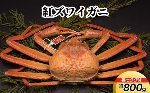 紅ズワイガニ約800g（孫七タグ付） ※2025年9月中旬～2026年3月下旬頃に順次発送予定