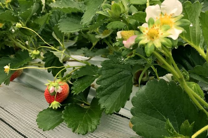 【2月15日～3月31日順次発送】福岡県産いちご「あまおう」270g×4パック【hurrah.】_HA1974