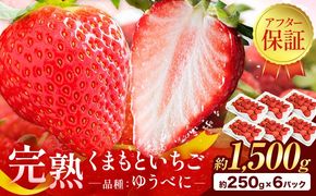 先行予約 熊本県産 いちご ゆうべに 約1500g（約250g×6パック）《2月上旬-3月末頃出荷》熊本県 氷川町 果物 フルーツ 苺 イチゴ 先行 予約 アフター保証---hkw_26_lcl_241_1500g---