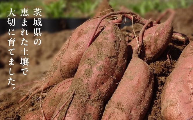 紅あずま 5kg （茨城県共通返礼品 [さつまいも]：行方市産） さつまいも 生芋 芋 いも 野菜 [BI412-NT]