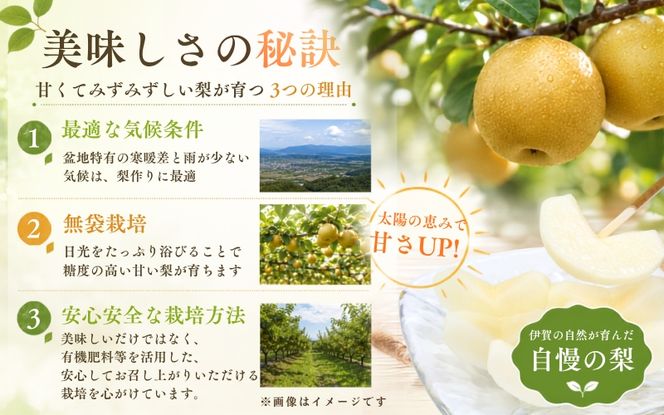 白鳳梨(幸水) 3L 14玉 ※お届けは8月中旬以降の予定です【hkns0003】