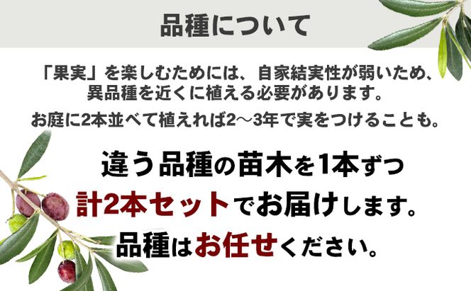 【 小豆島 】【2026年3月より発送】瀬戸内のオリーブ苗木2本セット 植物 インテリア 観葉植物 