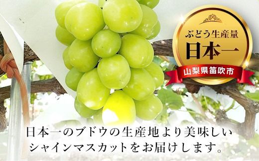＜25年発送先行予約＞人気 シャインマスカット 約1.2kg 2～3房　※沖縄県及び離島への配送はできませんので予めご了承ください。　※常温配送　126-002