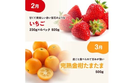 ※期間限定※【6ヶ月定期便】大人気くだもの定期便Vol.2【 川南町産 くだもの いちご イチゴ きんかん マンゴー シャインマスカット ピオーネ  】[C11713t6]