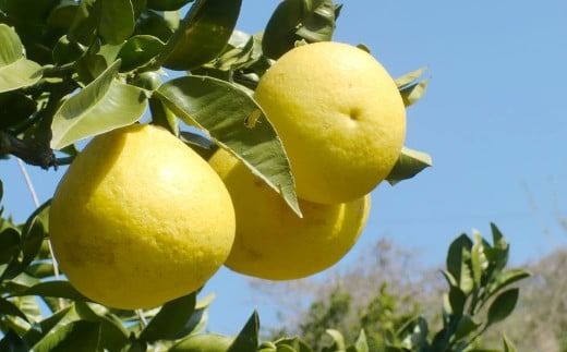 【先行受付】特別栽培パール柑（天草文旦） 7kg サイズミックス パール柑 天草文旦 柑橘 果物 フルーツ 熊本県産【2026年2月下旬から4月上旬発送開始】