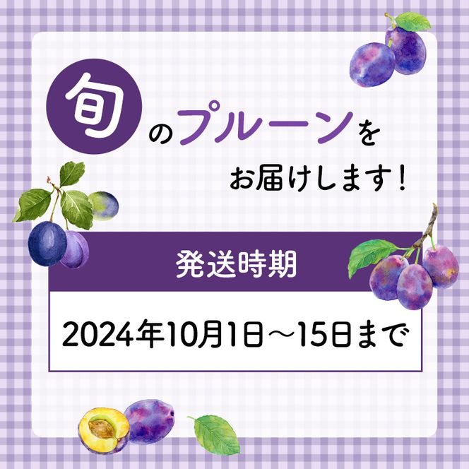 [先行受付] 9月末～10月お届け 北海道 仁木産 フレッシュ プルーン 約2kg（サイズ混合）品種 おまかせ 果物 くだもの フルーツ [峠のふもと　紅果園]