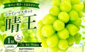 ぶどう 2026年 先行予約 定期便 シャインマスカット 晴王 1房 約600g 7月・8月・9月 3回発送 岡山県産 種無し 皮ごと食べる みずみずしい 甘い 瀬戸内 晴れの国 おかやま 果物大国 満天フルーツ