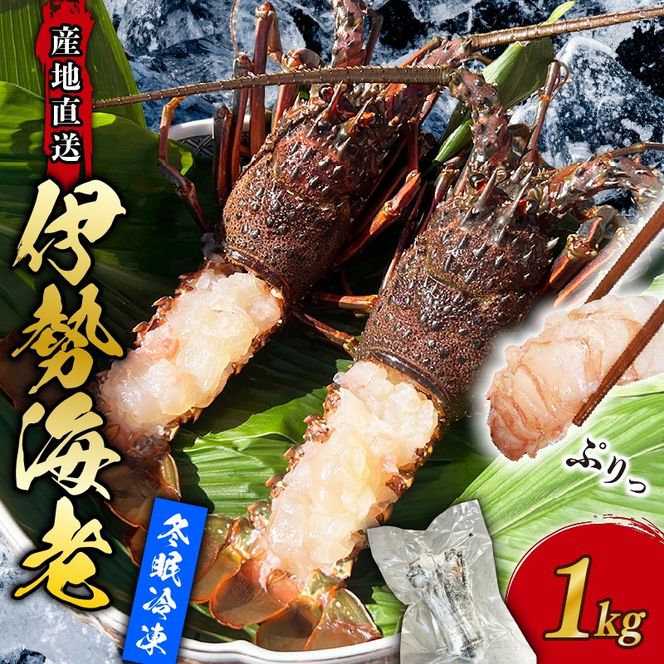 伊勢海老 冷凍 1kg いせえび 海老 えび エビ イセエビ 冬眠冷凍 家庭用 海鮮 鮮度 産地直送 漁師直送 刺し身 味噌汁 だし ふるさと納税 高知県 室戸市