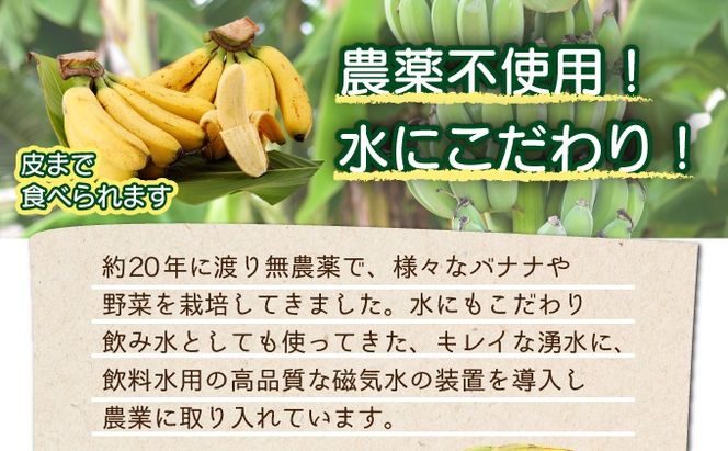 希少！こだわりの水を使い「森ような畑」で栽培する、仲原さんのバナナ【 沖縄県 石垣島 石垣島産 バナナ ばなな 農薬不使用 化学肥料不使用 】OI-16
