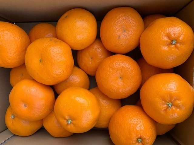 完熟はるみオレンジ 赤秀品 5kg （L～3Lサイズ混合/サイズ指定不可） CC35