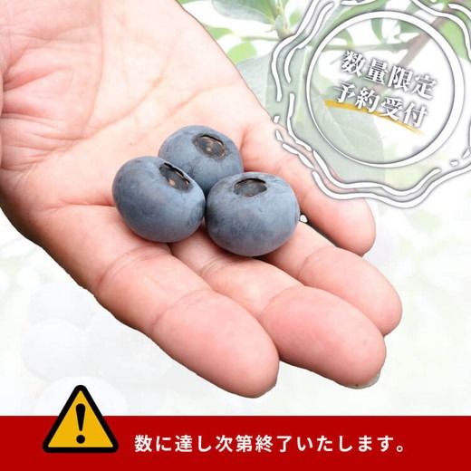 大粒ブルーベリー品種ミックス 500g×2パック 果物 くだもの フルーツ ヨーグルト ジャム 国産 愛知県産 ※2026年6月上旬～8月上旬頃に順次発送予定 ※北海道・沖縄・離島への配送不可