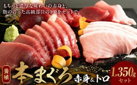AZ6020_本マグロ （養殖） 赤身 ＆ トロ セット 1350g