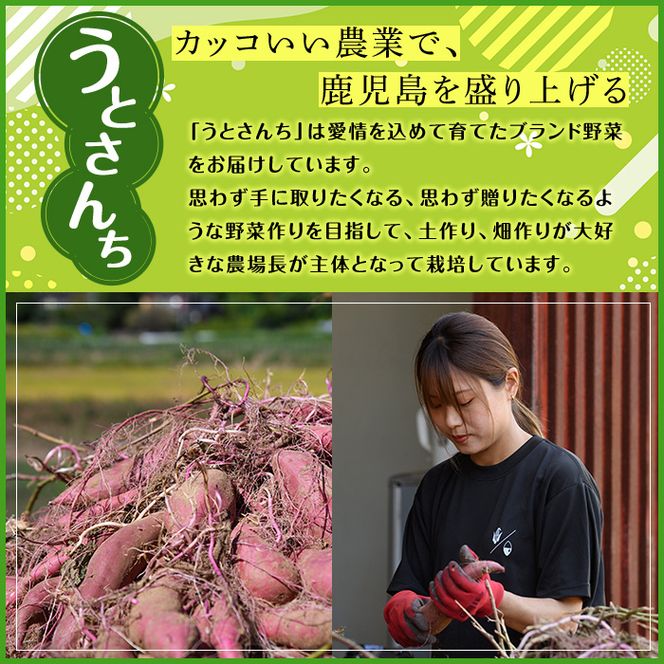 訳あり！数量限定！熟成芋「南国蜜芋」(M〜Lサイズ・10kg) 訳あり 国産 お芋 野菜 デザート 焼芋 焼き芋 焼きいも イモ 紅はるか 大学芋 訳アリ 詰め合わせ【うとさんち】akn067-07