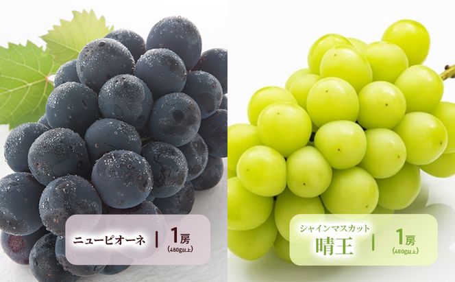 フルーツ 晴れの国 岡山 の フルーツ 定期便 6回コース 岡山県産 桃 もも 葡萄 ぶどう 梨 なし 2026年 先行予約