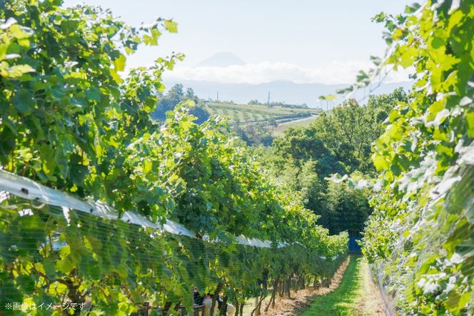 ワイン 飲み比べ ソムリエセレクト 白ワイン 4本セット [本坊酒造 マルス穂坂ワイナリー 山梨県 韮崎市 20743677] ワインセット 白 シャトーマルス 辛口 お酒