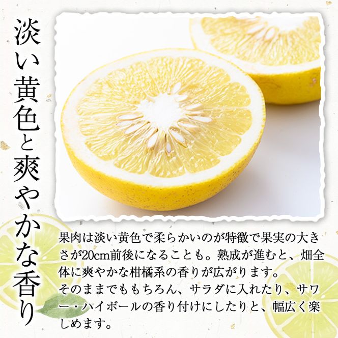 ＜先行予約受付中！2027年1月上旬以降順次発送予定＞竹ん子山のサワーポメロ(約4.5kg) 国産 鹿児島県産 阿久根産 柑橘 果物 フルーツ 果実 期間限定 【竹ん子山】akn097-12