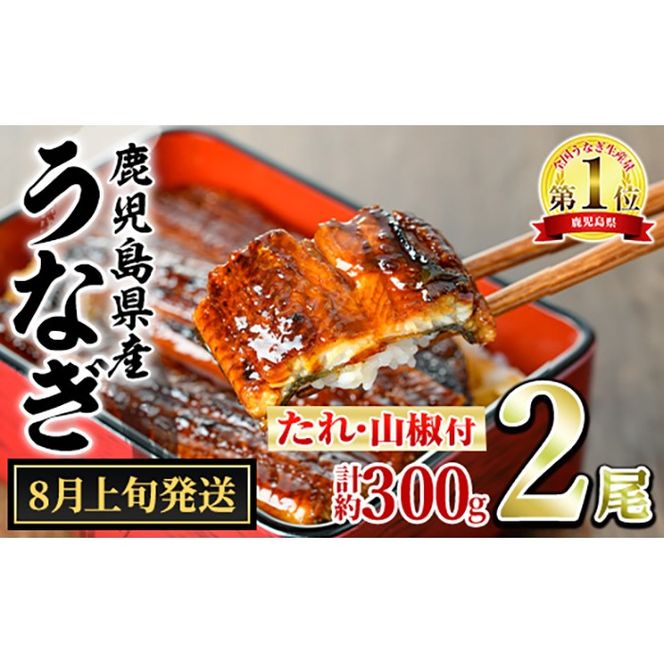【0104347a-2608】＜8月上旬発送予定＞東串良町のうなぎ蒲焼(無頭)(2尾・計約300g・タレ、山椒付) うなぎ 高級 ウナギ 鰻 国産 蒲焼 蒲焼き たれ 鹿児島 ふるさと 人気【アクアおおすみ】