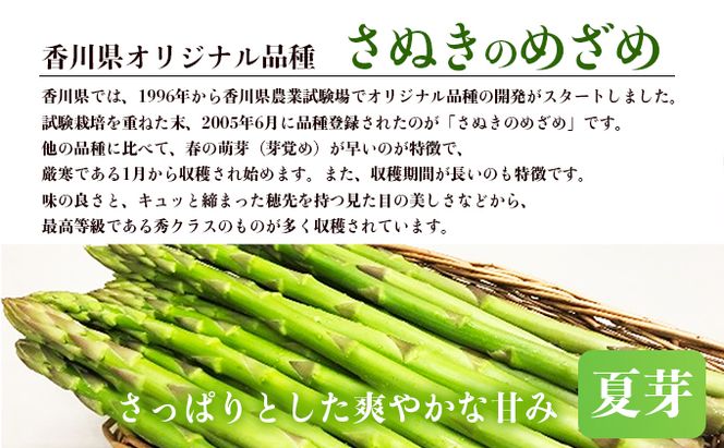 アスパラガス【さぬきのめざめ】夏芽30cmセミロングサイズ1kg グリーンアスパラガス 野菜 柔らかい シャキシャキ 旬の野菜 国産 食材 