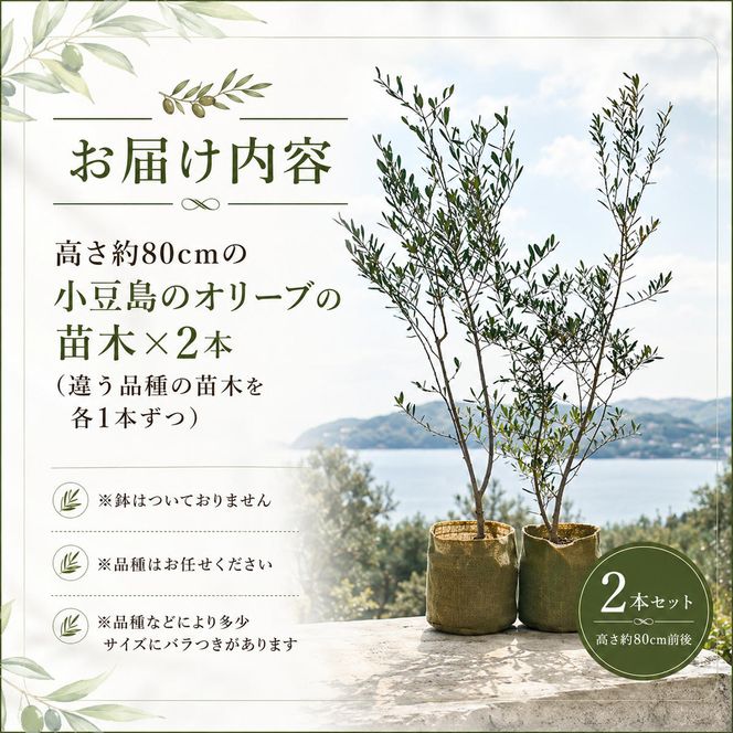 【 小豆島 】小豆島のオリーブ苗木　2本セット　（特大） 地域のお礼の品 