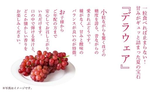 デラウェア 1kg 【 2026年6月発送開始 】 (茨城県共通返礼品：大子町) デラウェア ぶどう ブドウ 葡萄 完熟 種無し フルーツ 旬果