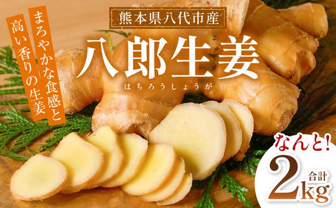 八郎生姜 2kg しょうが ショウガ ガリ ジンジャー 野菜 食品 薬味 生姜焼き しょうが焼き 温活 冷え性 対策 熊本県 八代市 東陽町 産地直送 国産
