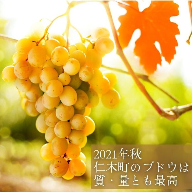 【北海道産ワイン】 限定スパークリングワイン KP”Beginning" 750ml×1本 仁木町産ナイアガラ100%使用 ワイン 白 辛口 スパークリング お酒 シャンパン 