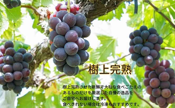厳選 ニューピオーネ 2房 合計1.0kg以上 産地直送 朝採れ ぶどう 葡萄 Kawahara Green Farm 岡山県産 2026年 先行予約