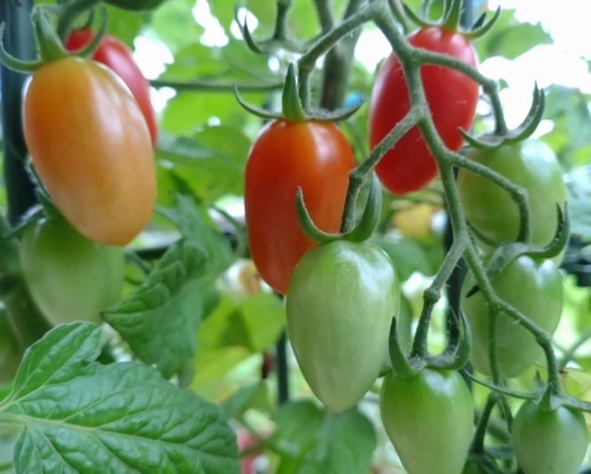 【6月発送】ミニトマトアイコ(松トマト) 約2kg（S・M・Lサイズおまかせ） 303446_CG90041