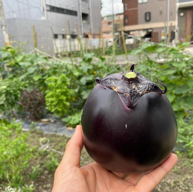 ＜3回定期便2026年7～9月発送＞【先行予約】京ブランド野菜・賀茂茄子（かもなす）6個 約1.5kg×3回 261009_A-DA006