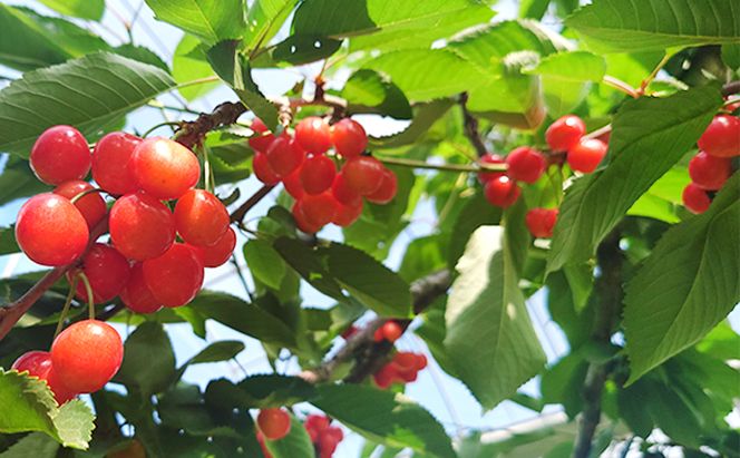 先行受付 北海道 仁木町産さくらんぼ 紅秀峰 600g（300g×2パック）北海道知事賞受賞農園 デザート スイーツ 最優秀賞 おすすめ 美味しい サクランボ チェリー フルーツ 果物 果物類　 仁木町 仁木 [端農園]