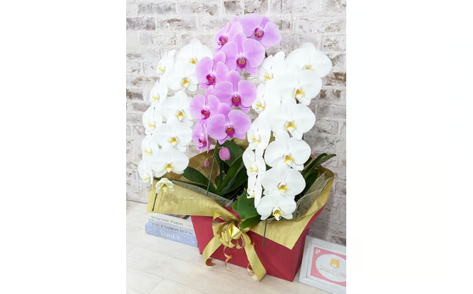 B099　【☆新機能☆ZERO胡蝶蘭】　紅白胡蝶蘭　３本立て＊白・ピンク＊（大輪）＜７つの特典付き！＞〈約高さ９０ｃｍ、横幅５５ｃｍ、奥行き４０ｃｍ〉33輪以上