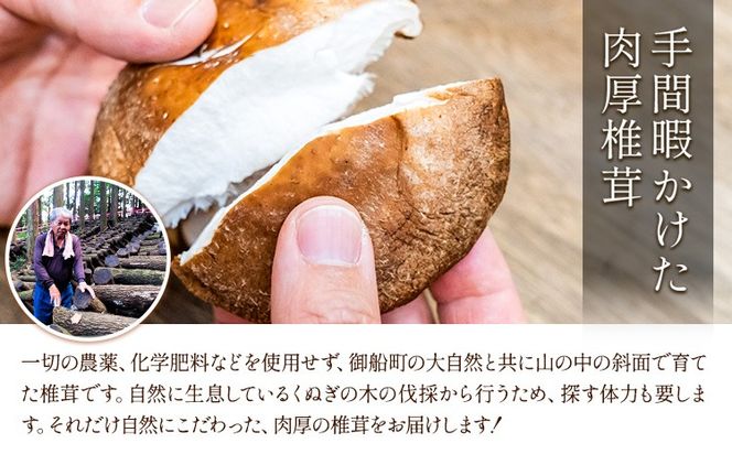 【先行予約】しいたけ 椎茸 生椎茸 1kg 荒木農産《11月上旬-3月中旬頃出荷》熊本 御船 原木椎茸 送料無料---mifune_arn_2_1kg---