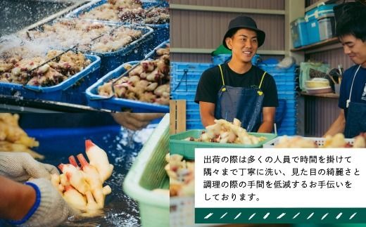 早期受付 期間限定 みずみずしさがたまらない 新生姜 約3kg【2026年5月下旬～9月上旬配送】高知県 高知 四万十市 四万十 しまんと 農作物 特産 しょうが 生姜 ショウガ 野菜 旬 新鮮 国産 先行 予約 ジンジャー 25-817