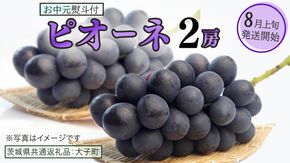 【 お中元 熨斗付き 】 ピオーネ ２房 【2026年8月上旬発送開始】(茨城県共通返礼品：大子町) ブドウ ぶどう 葡萄 ピオーネ 果物 フルーツ 果実