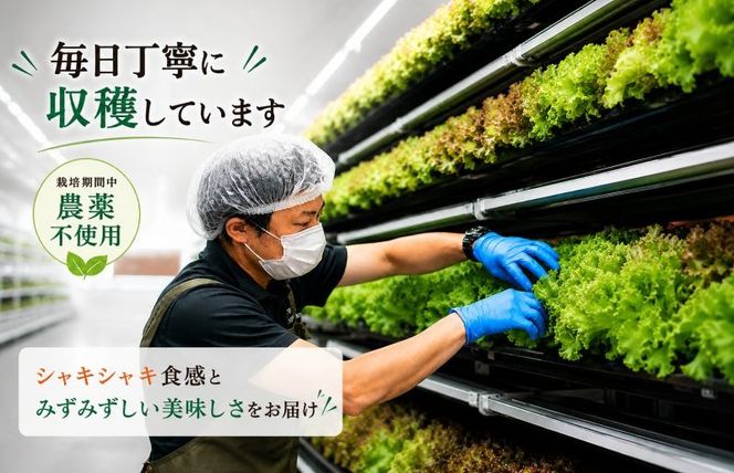 099H2937 【朝採れ発送】ごちそうレタス 3種食べ比べセット（8袋・栽培期間中農薬不使用）