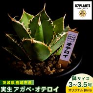 鹿嶋市産 実生アガベ・オテロイ オリジナル鉢付き（3～3.5号鉢サイズ）【アガベ オテロイ 多肉植物 鉢 茨城県 鹿嶋市 】（KCP-12）