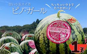 【先行予約】京丹後・俵野産 小玉スイカ ピノガール 1玉（2026年7月下旬～発送） 西瓜 すいか ピノガール 果物 フルーツ 小玉 野菜 ふるさと納税 先行予約 果物 ふるさと 納税 先行予約 ふるさと納税 フルーツ　IU00003