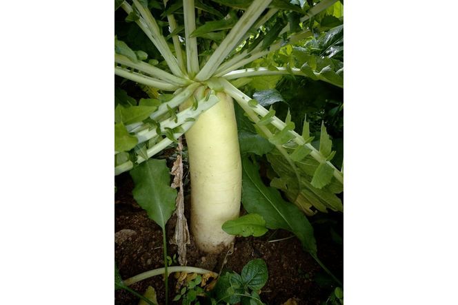 【先行予約】京丹後冬鍋野菜セット（2026年11月上旬～発送）　MY00020