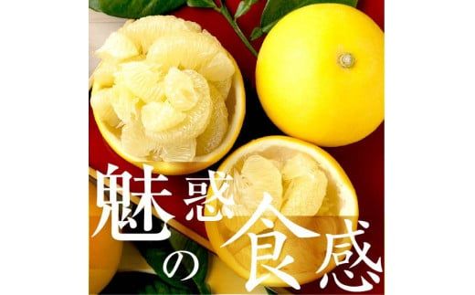 【先行予約】☆至高の柑橘　高知産 土佐文旦☆ M  28玉入【家庭用】〈2027年1月下旬頃より順次発送〉ぶんたん ブンタン 果物 柑橘 フルーツ お取り寄せ おいしい 美味しい 故郷納税【TAMURAKAJUEN】