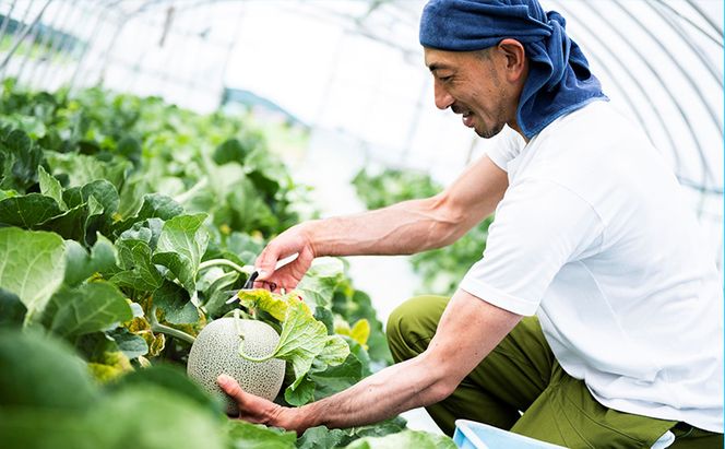 【食べ比べ定期便（2026年6～8月まで全4回）】ふらのメロン「陽 ～HARU～」大玉（2.3kg以上）×1玉（赤肉）×4種（くりす農園）